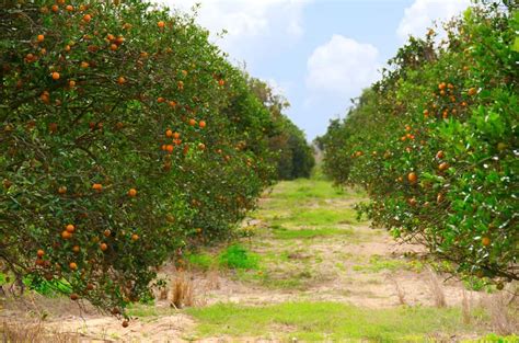 We visited an organic citrus farm, Showcase of Citrus, just 30 miles southwest Orlando. It is an orange grove where visitors can pluck their own fruit, ...